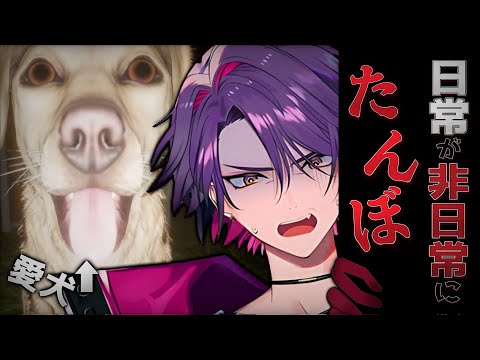 【たんぼ】愛犬といつもの日常の如く散歩だろ【渡会雲雀/にじさんじ】