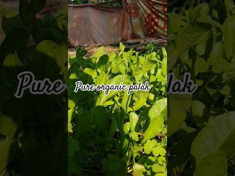 Satya dreams chaser#organic#pure #kitchen gardening #pure veg palak#ytshorts #viral videos