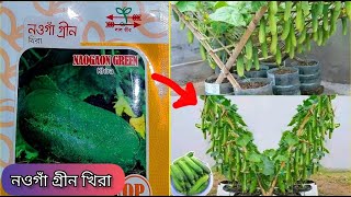 নওগা গ্রীন | নওগাঁ খিরা | হাইব্রিড খিরা | আধুনিক খিরা চাষ | খিরার জাত | খিরা বীজ | হীরা প্লাস খিরা