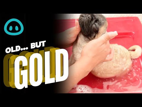 Pug Puppy Bathtime || ViralHog