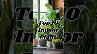 10 Indoor Plants You NEED for a Fresh Home 🌿 #PlantLovers #indoorplants @dreamfulworld3537