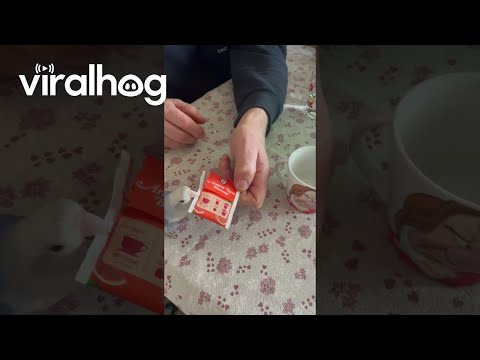 Blue Lovebird Opens Tea Bag || ViralHog