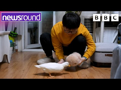 Dogs at the Cinema, Tree-like Seas & AI Dog Befriends a Duck! 🌊🦆 | Newsround