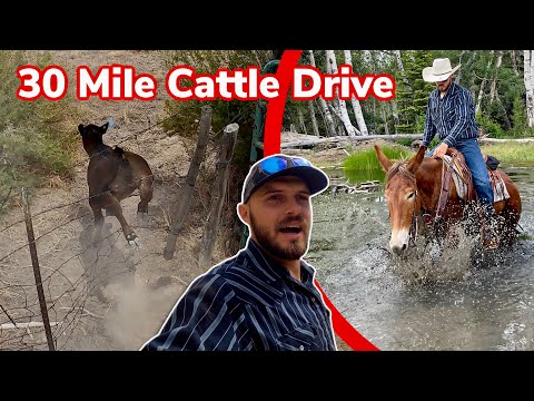 Herding Cattle Isn't Always Easy: Vlog 45