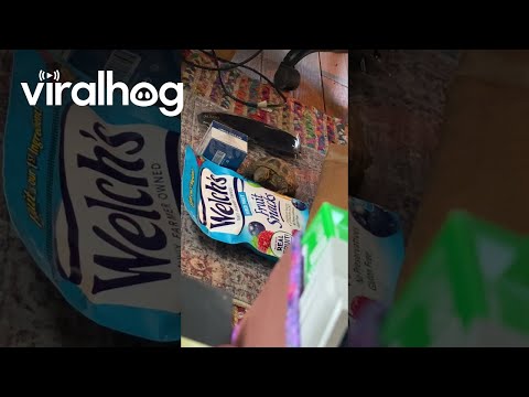 Tortoise Tries To Eat Fruit Pictured On Packaging || ViralHog