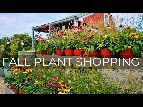 Briggs Nursery in Attleboro MA. Found a Wish List Plant! Fall Plant Shopping🪴