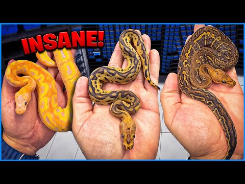 Worlds First Snake Morphs !Trident Clowns!