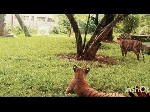 राणीची बाग मुंबई | Mumbai Zoo #zoo #nationalpark #india #mumbai