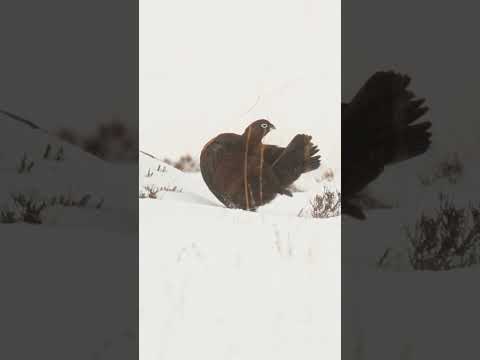 Red grouse preen during a snow blizzard