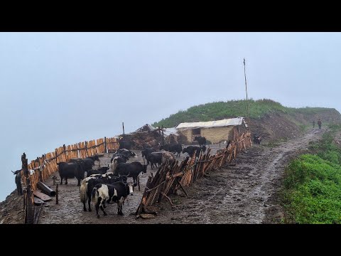 Rural Life in The Nepali Mountains Village Nepal |How To Living Live The Rural Nepal in Rainy Season