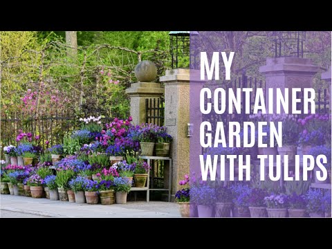 My container garden with tulips