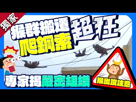 獨家／北投猴群搬遷爬鋼索超狂！　專家揭群居動物「嚴密組織」 @ChinaTimes