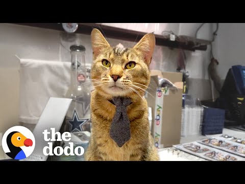 Cat Shows Up On Time For Work Every Day | The Dodo