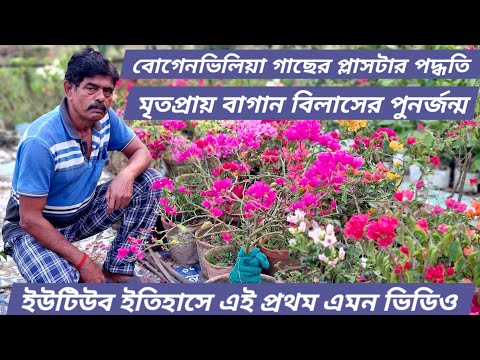 বোগেনভিলিয়া গাছের প্লাসটার করা শিখুন|মৃতপ্রায় গাছকে পুনর্জন্ম দিন এভাবে|Care of #bougainvillea