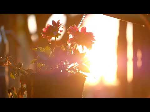 Watering a flower pot #video #nature #flowers #water