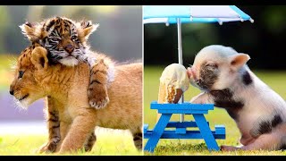 Top cute animals in the world ||cute baby animals compilation ||Funny and cute moment of the animals