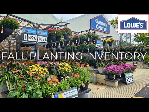 New Arrivals! Lowes Late September Inventory Fall Plants, Perennials, Shrubs & Spring Bulbs!