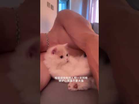 男生20歲可以生哈基咪 #tiktok #tiktokboy #cute #cat #