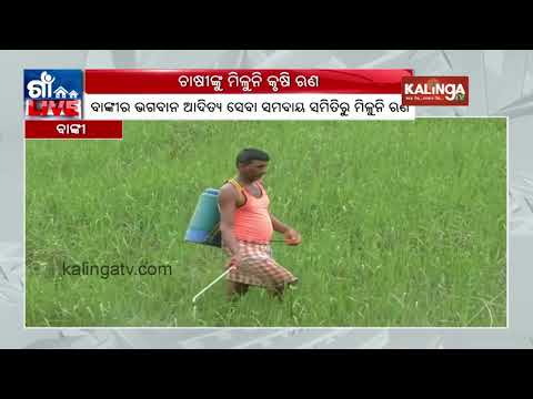 Farmers face issues due to loan distribution discrepancies in Banki | Kalinga TV