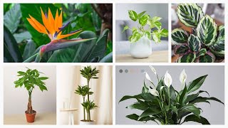 10 Best Indoor Plants for Living Room