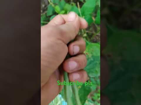 Satya dreams chaser#organic gardening#healthylifestyle #beans#viral sh