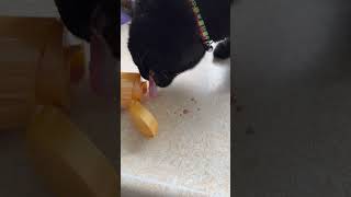 Shadow cleans up spilt milk? #ailurophile #shadow #blackcatshortsvideo #feline #blackcat