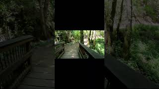 Waterfall Loop at Uvas Canyon SSC Park #Quickhikes #QuietHikes #DogsareOK #Waterfallvibes