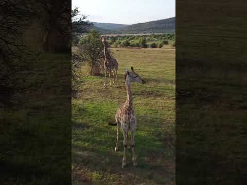 #shorts #travel #southafrica #campinglife #touring #wildlife #giraffe #dronevideo