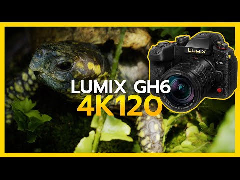 Tampa Aquarium Exploration: LUMIX GH6 4K 120fps Footage