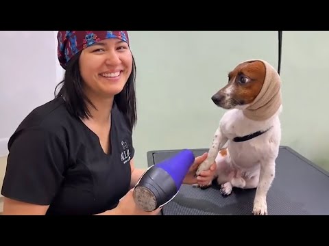 When your dog recognizes the vet's voice 🤣Funniest Dog Reaction