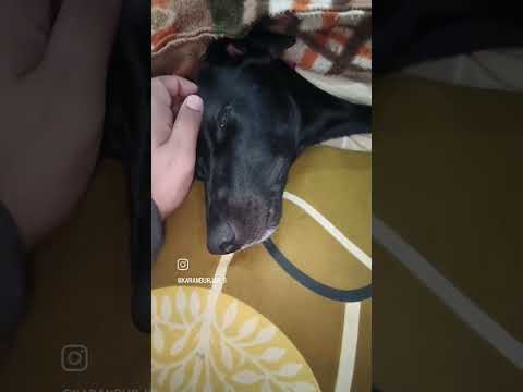 My dog |#dog #doglover #dogshorts #shortvideo