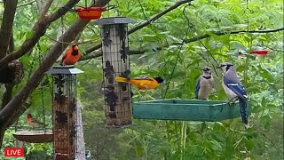 🔴LIVE - Cozy Day Birds in the Garden - Rose-Breasted Grosbeaks are back!