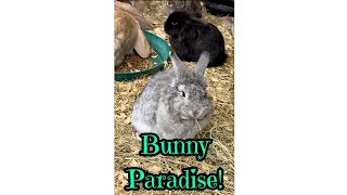 Bunny Paradise  #bunnies  #bunny  #short  #shorts  #animalshorts