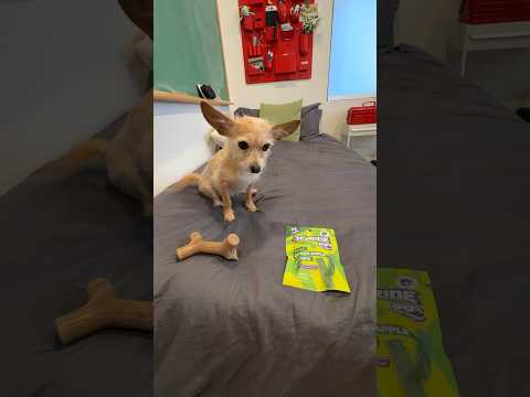 dog chooses bone vs. human candy 🤣