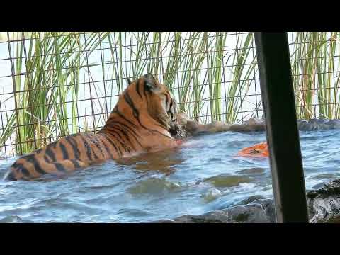 Tigers Pumpkins and Pools