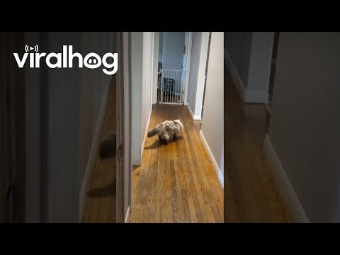 Ragdoll Cat Literally Bounces Off The Wall || ViralHog