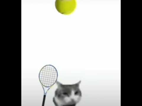 cat plays tennis with u #fypシ