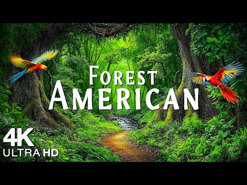 FOREST 4K 🌲 American Nature Relaxation Film - Peaceful Relaxing Music - 4k Video UltraHD