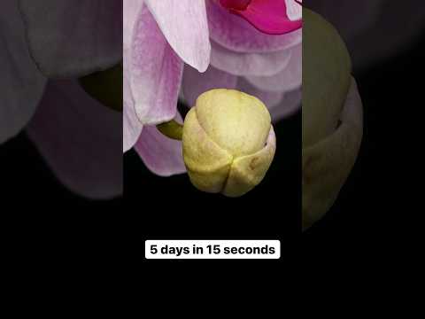 Watch This Orchid Bloom Right Before Your Eyes! - Timelapse #shorts