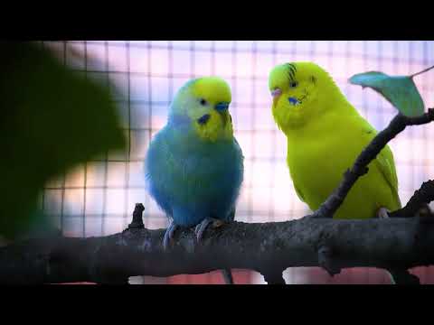 Soothing Melodies to Tame Your Feathered Friends