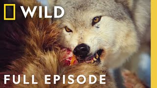 Wildlife Survival (Full Episode) | Wild Yellowstone | Nat Geo Animals