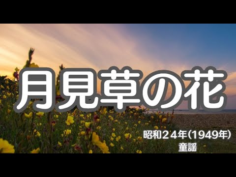 月見草の花　童謡　懐かしい歌