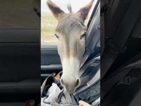 FEEDING A DONKEY 🫏 unusual and a hungry hitchhiker 😆#animals #donkey #funny #exploring #fy #shorts