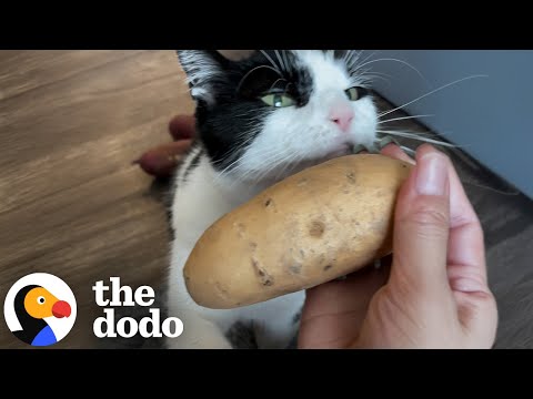 Cat Treated Potatoes Like They Were His Children | The Dodo