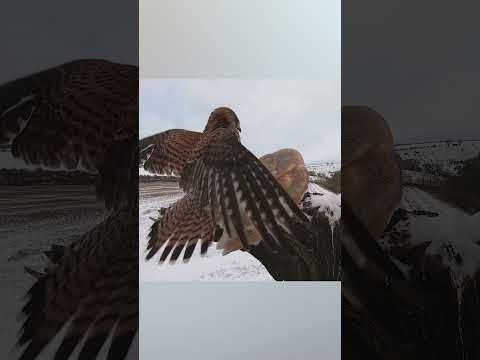 Kestrel v Barn Owl