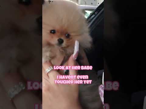 When I first met my baby Bebe #pomeranian #jenny69 #Jen_ny69 #puppy