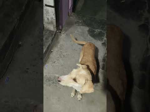 My dog |#dog#doglovers #dogsofinstagram #shortvideo