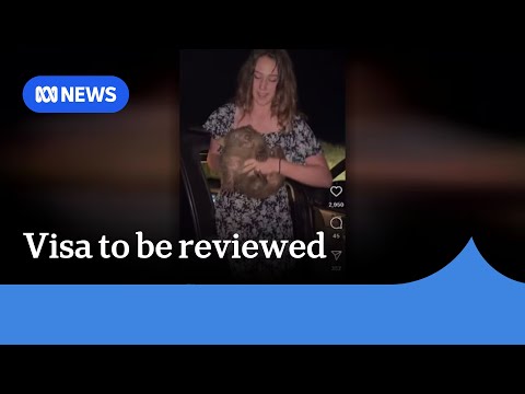 US influencer who snatached baby wombat faces visa review | ABC NEWS