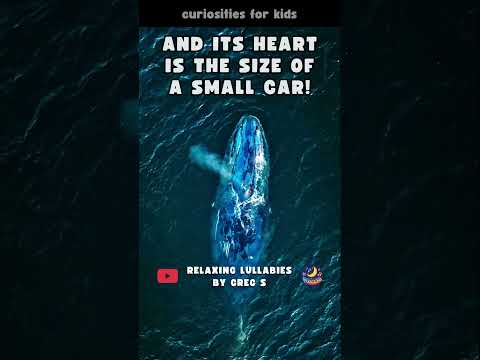 How big is the HEART of a Blue Whale? - Curiosities for Kids