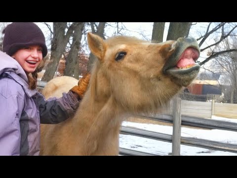 The World’s Funny Animals Are Here! 😂 Best Funniest Animal Videos Of The Year